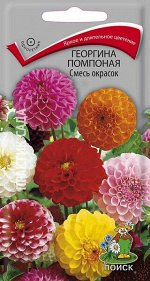 Георгина Помпонная (смесь окрасок)