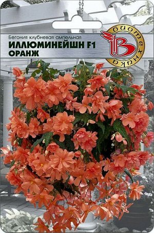 Бегония клубневая ампельная Иллюминейшн F1 Оранж