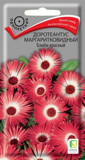 Доротеантус маргаритковидный Бэмби красный