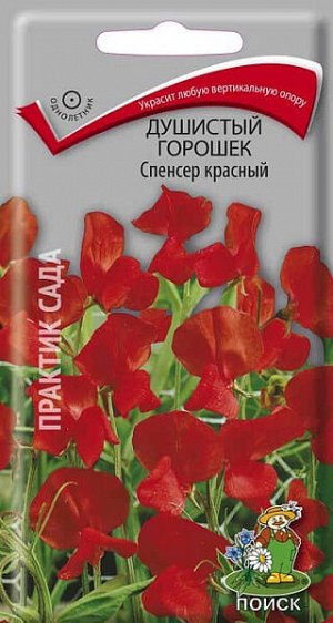 Душистый горошек Спенсер красный
