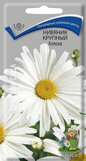 Ромашка (нивяник) Крупный Аляска