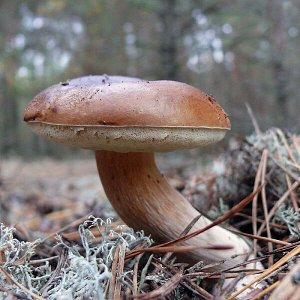 Боровик Австралийский