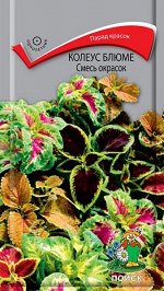 Колеус Блюме (смесь окрасок)