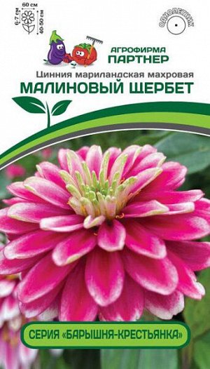 Цинния махровая "Барышня-крестьянка" Малиновый Щербет