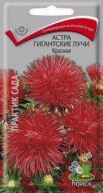 Астра Гигантские лучи Красная