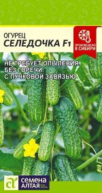 Огурец Селедочка F1
