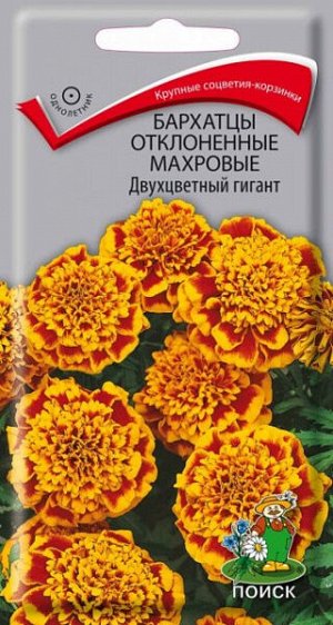 Бархатцы отклоненные махровые Двухцветный гигант