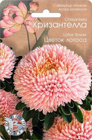 Астра китайская Хризантелла Цветок Лотоса
