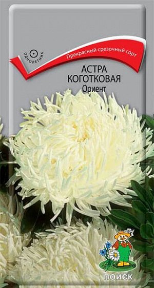 Астра Коготковая Ориент