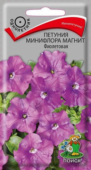 Петуния минифлора Магнит Фиолетовая