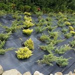 Агроткань застилочная &quot;AGROJUTEX&quot; 100гр/м2