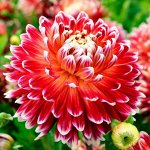 🌺 Предзаказ! Весенние луковичные — Клубни Георгинов