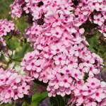 Флокс Early Pink Candy