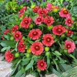 Гайлардия Аризона Ред Шейдс