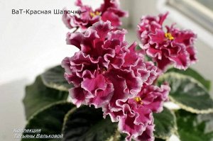 ВаТ - Красная шапочка