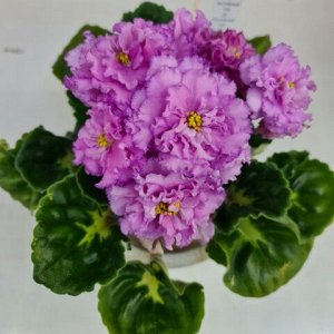 ЛЕ - Английский сад