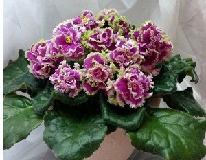 ЛЕ - Эсмиральда