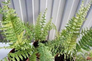 Папоротник нефролепис 'Tiger Fern'