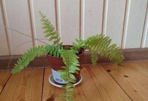 Папоротник нефролепис 'Tiger Fern'