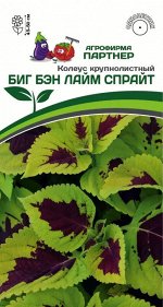 Семена Колеус БИГ БЭН ЛАЙМ СПРАЙТ / шлемниковидный ^(5шт в амп)