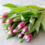 Сорт Камалия