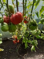 Семена Томат Сладкий Гарри, 5 семян, сортовой