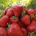 Sandra( 600)супер ранний