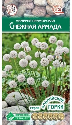 Евросемена Армерия приморская Снежная Армада (5 шт)