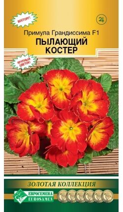 Примула ГРАНДИССИМА F1 Пылающий костер (3 шт)