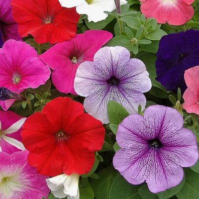 Секреты пышнoгo цветения петуний Цветы на даче Постила