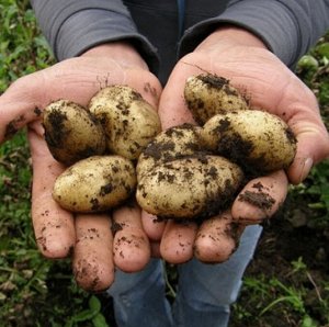 Семенной картофель "Янтарь", 3 кг