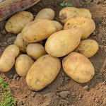 Семенной картофель &quot;Казачок&quot;, 3 кг