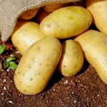 Семенной картофель &quot;Посейдон&quot;, 5 кг