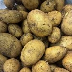 Семенной картофель &quot;Посейдон&quot;, 10 кг