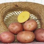Семенной картофель &quot;Беллароза&quot; - 5кг