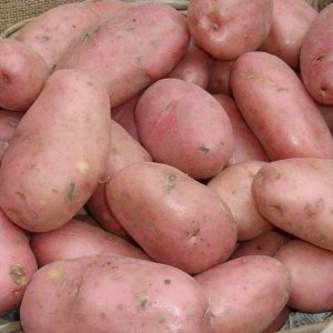 Семенной картофель "Беллароза", 10 кг