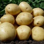 Семенной картофель &quot;Антонина&quot;, 3 кг