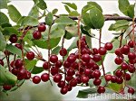Черемуха Виргирская (двухлетки)