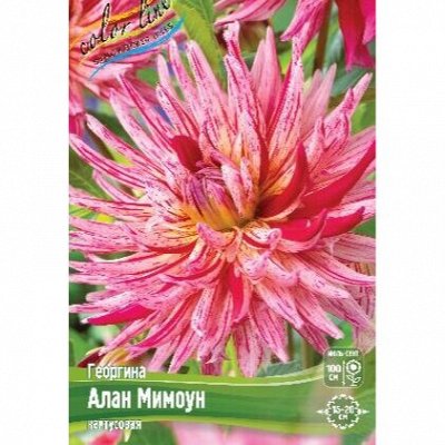 Георгины кактусовые, миньон, помпонные - Свободный склад поставщика ...