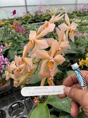 Орхидея фаленопсис  P.apordita x Sin Yuan Golden Beauty