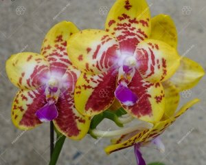 Орхидея фаленопсис  P.Orchid World
