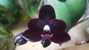 Орхидея фаленопсис  OX1659 Phal.Natume Berry