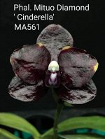 Орхидея фаленопсис  MCL148 P.Mituo Diamond ‘Cinderella’