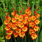 Гладиолус PRINCESS MARGARETH ROSE 14+
