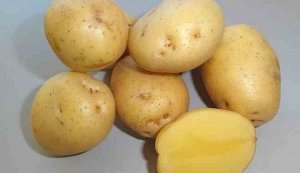 Картофель Казачок, 3 кг, средне поздний сорт