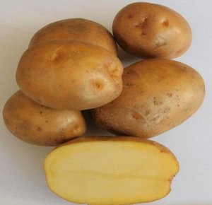 Картофель Посейдон, 3 кг, средне спелый сорт