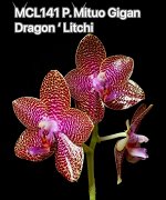 Орхидея фаленопсис  MCL141 P.Mituo Gigan Dragon ‘Litchi’