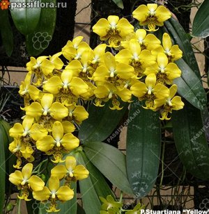 Орхидея фаленопсис  P.stuartiana’nobilis’