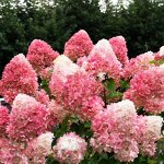 Гортензия метельчатая Pink &amp; Rose