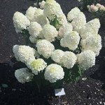 Гортензия метельчатая Summer Snow